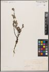 Foto von Salix aurita L.